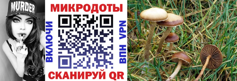 ссылка на мегу онион  Новоржев  Галлюциногенные грибы Magic Shrooms 