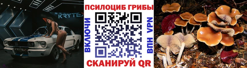 Галлюциногенные грибы Psilocybe Новоржев